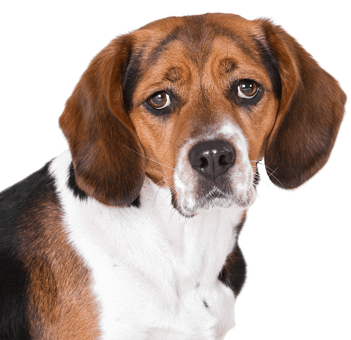 Sad Brown and White Beagle